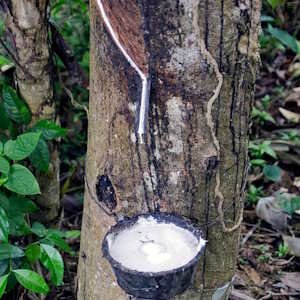 South America Flora Rubber Tree