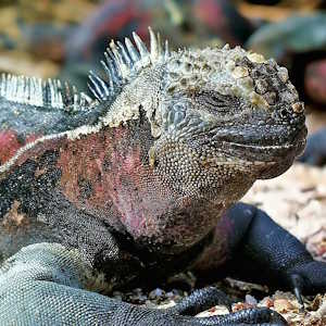 South America fauna Ecuador Iguana