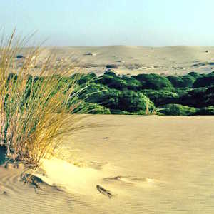Spain Destinations Doñana National Park
