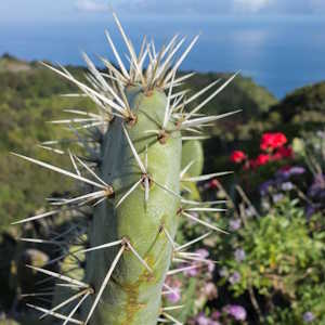Spain Destinations Flora Cactus