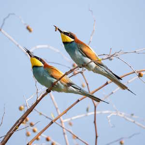 Spain Fauna Bee-eaters