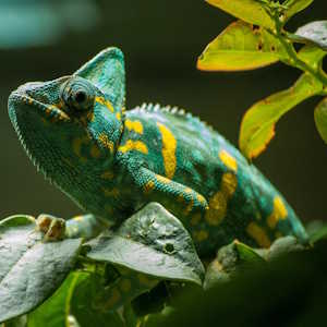Spain Fauna Cameleon