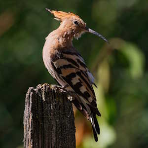 Spain Fauna Hoopoe