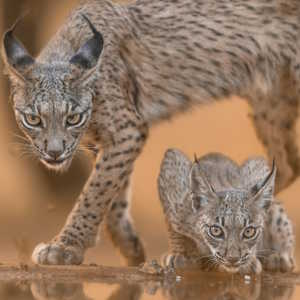 Spain Fauna Iberian Lynx and Cub