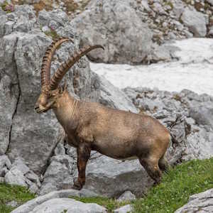 Spain Fauna Ibex