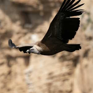 Spain Fauna Vulture