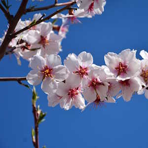 Spain Flora Almond tree Blossom