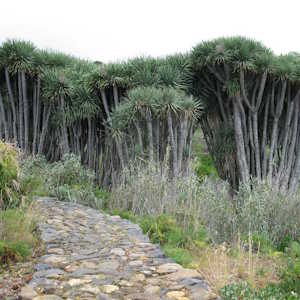 Spain Flora Dragon Tree
