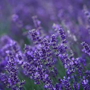 Spain Flora Lavender