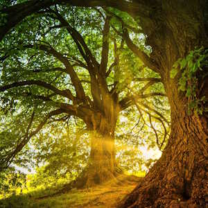 Spain Flora Oak Tree