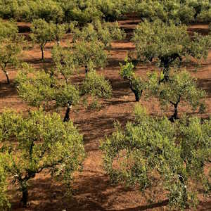 Spain Flora Olive Trees