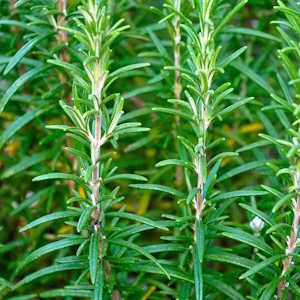 Spain Flora Rosemary