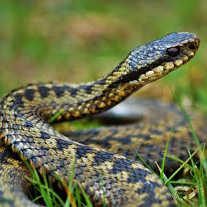 UK Fauna Adder