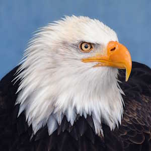UK Fauna Bald Eagle