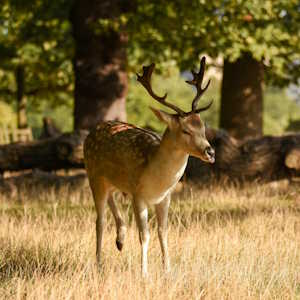 UK Fauna Deer