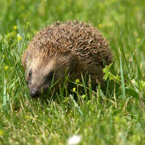 UK Fauna Hedgehodge