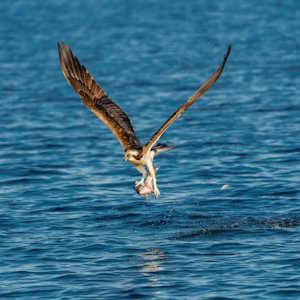 UK Fauna Osprey