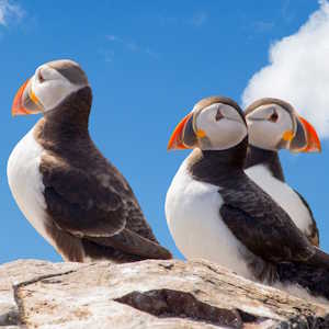 UK Fauna Puffins