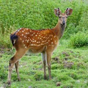 UK Fauna Red Deer