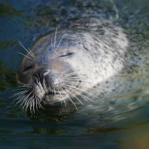 UK Fauna Seal