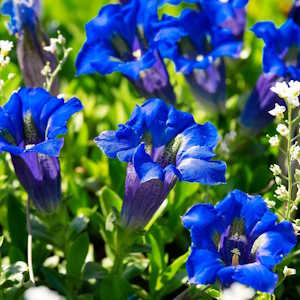 UK Flora Gentians