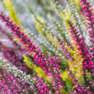 UK Flora Heather