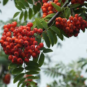 UK Flora Rowan