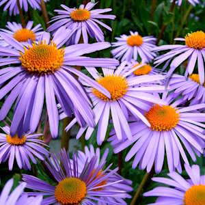 UK Flora Sea Aster