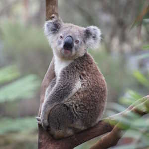 Australia Fauna Koala2