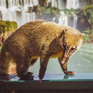 Brazil Fauna Coati at Iguazu Waterfall