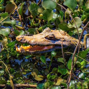 Brazil Fauna Crocodile in Pantanal