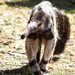 Brazil Fauna Giant Anteater