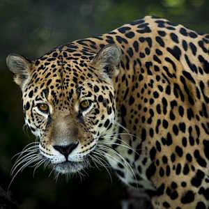 Brazil Fauna Jaguar
