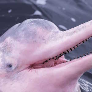 Brazil Fauna Pink River Dolphin