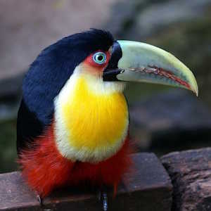 Brazil Fauna Toucan
