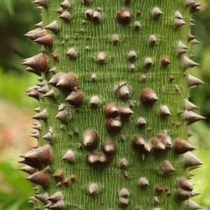 Brazil Flora Kapok tree