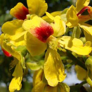 Brazil Flora Paubrasilia echinata