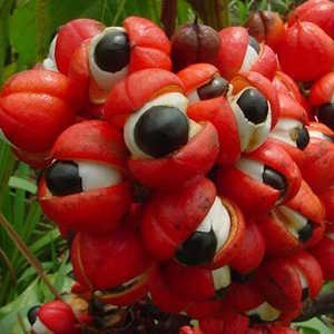 Brazil Flora Paullinia Cupana