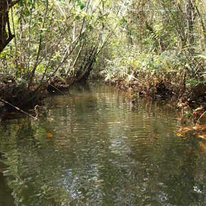 Cambodia Destinations Koh Kong Mangroves