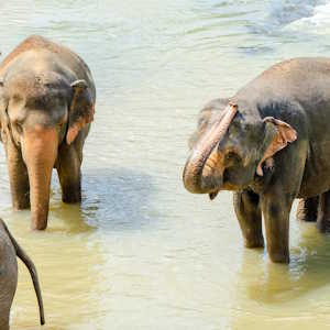 Cambodia Fauna Asian Elephant