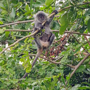 Cambodia Fauna Germain's langur
