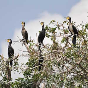 Cambodia Fauna Great Cormorants