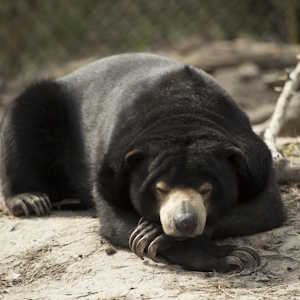 Cambodia Fauna Malayan sun bear