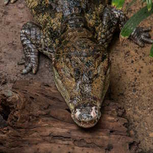 Cambodia Fauna Siam-Krokodil