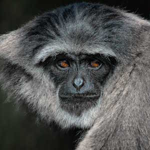 Cambodia Fauna Silvery gibbon