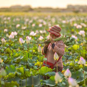 Cambodia Flora Lotus Flowers