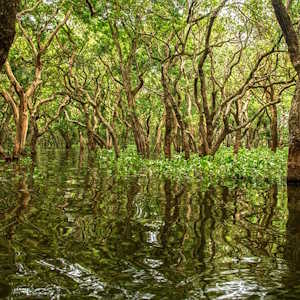 Cambodia Flora Mangrove
