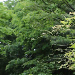 Cambodia Flora Rattan