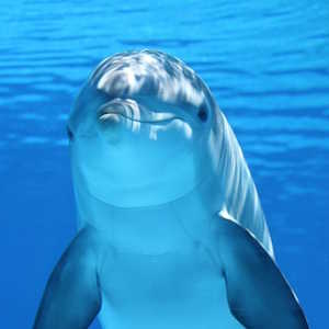 Caribbean Region Fauna Dolphin