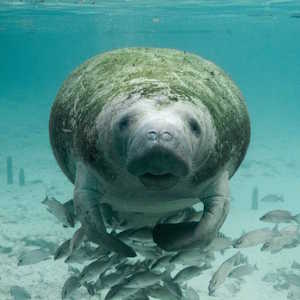 Caribbean Region Fauna Manatee